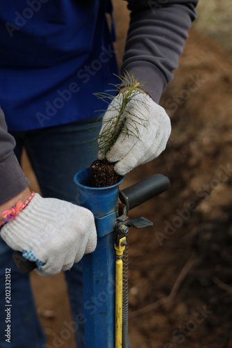 tree planting