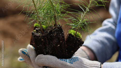planting a tree