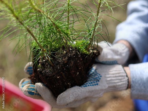 planting a plant