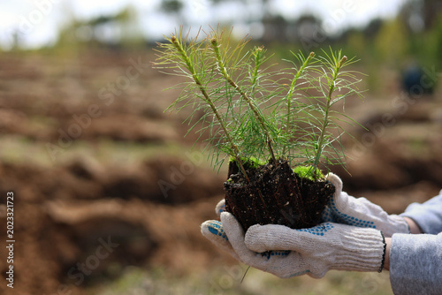 planting a plant