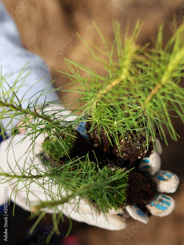 tree planting