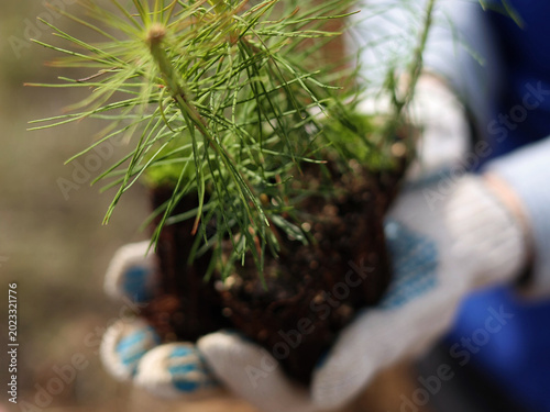 plant in the ground
