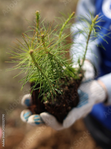 tree planting