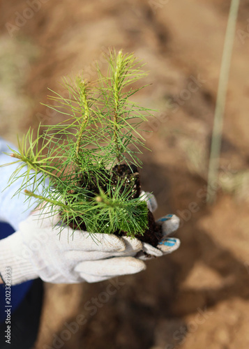 Tree planting 