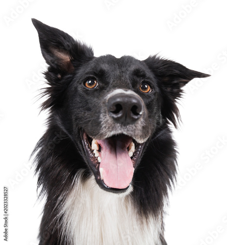 Close up portrait of an adorable purebred Border Collie puppy looking funny isolated on transparent background. Cute black and white dog showing tongue