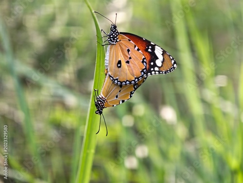 Obraz na plátně Mating Pair of Plain Tiger Butterflies Copulating on Green Grass Blade Macro