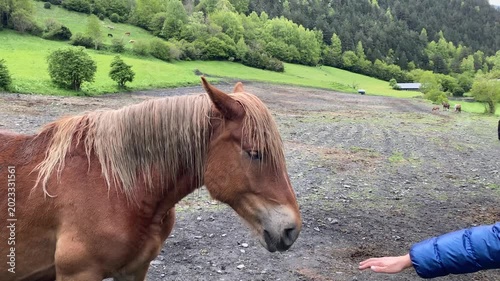 horse in the field