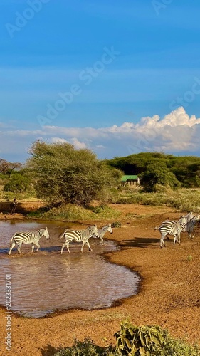 Zebra walking through lake in Maasai Mara Kenya