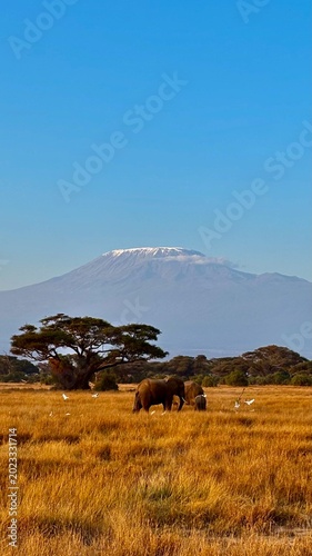 Elephants in Amboseli with Mount Kilimanjaro backdrop