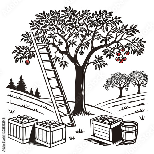 Bild auf Leinwand apple orchard scene with ladder and harvest black and white vector