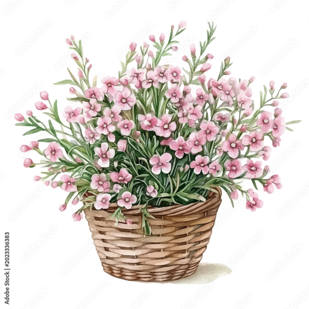 Obraz premium High-resolution watercolor painting vector of Waxflower Flower Basket, isolated on a white background.