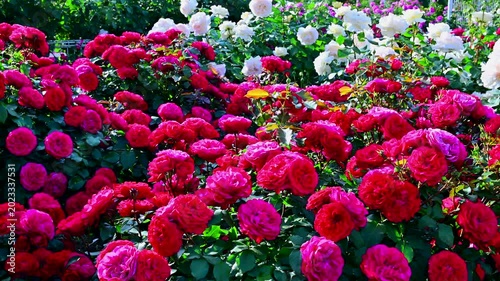 満開に咲いている薔薇の園