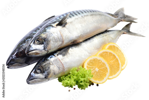 Fish mackerel isolated
