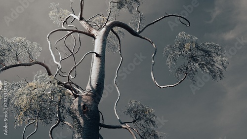 Artistic twisted tree branches against soft monochrome natural background