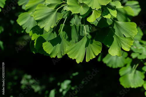 Bright green ginkgo leaves arranged in overlapping fan shapes, backlit by sun...