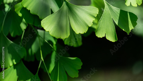 Close-Up of Lush Green Ginkgo Biloba Leaves in Natural Sunlight