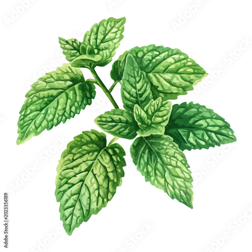 Konstfotografi Lemon Balm, soft hand-painted watercolor illustration, isolated on a white background