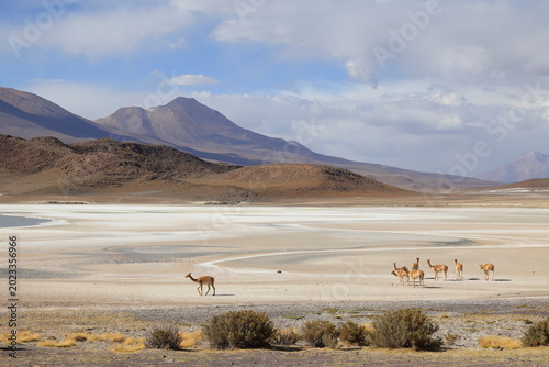 Tableau sur toile Laguna Ukhuqucha, Laguna honda, Lama vicugna, Andes, Bolivia