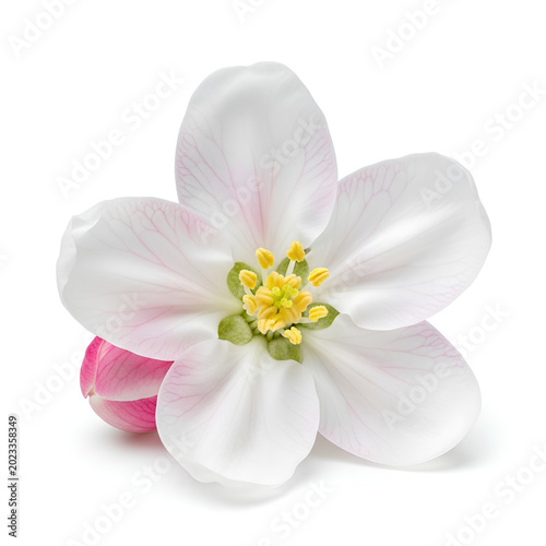 Closeup view of a delicate white apple blossom with pink accents.