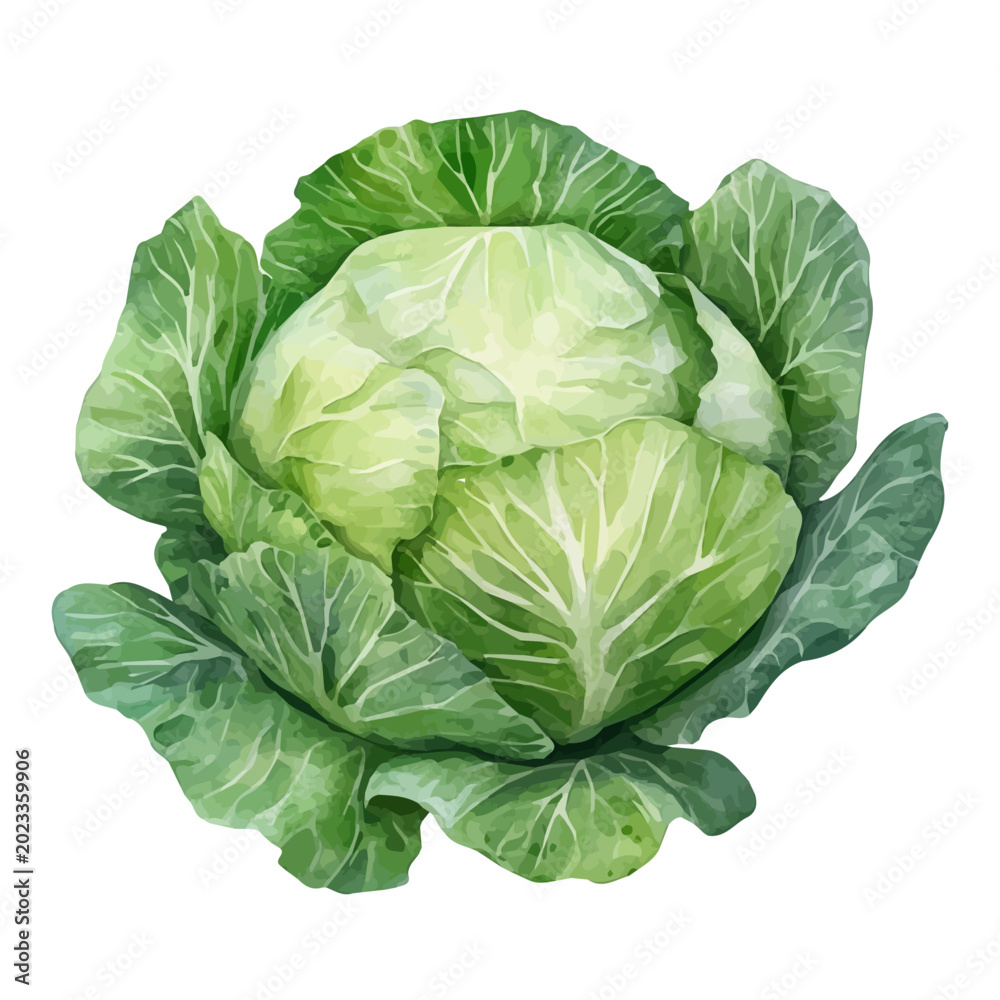 Fototapeta premium Watercolor illustration vector of Cabbage, isolated on a clean white background.
