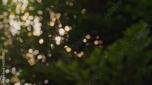 Slow zoom in on beautiful golden hour sunburst through small dark green leaves, distinct sharp round golden bokeh background with warm peaceful feeling