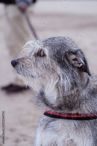 Scruffy gray dog in harness looking sideways on sandy beach
