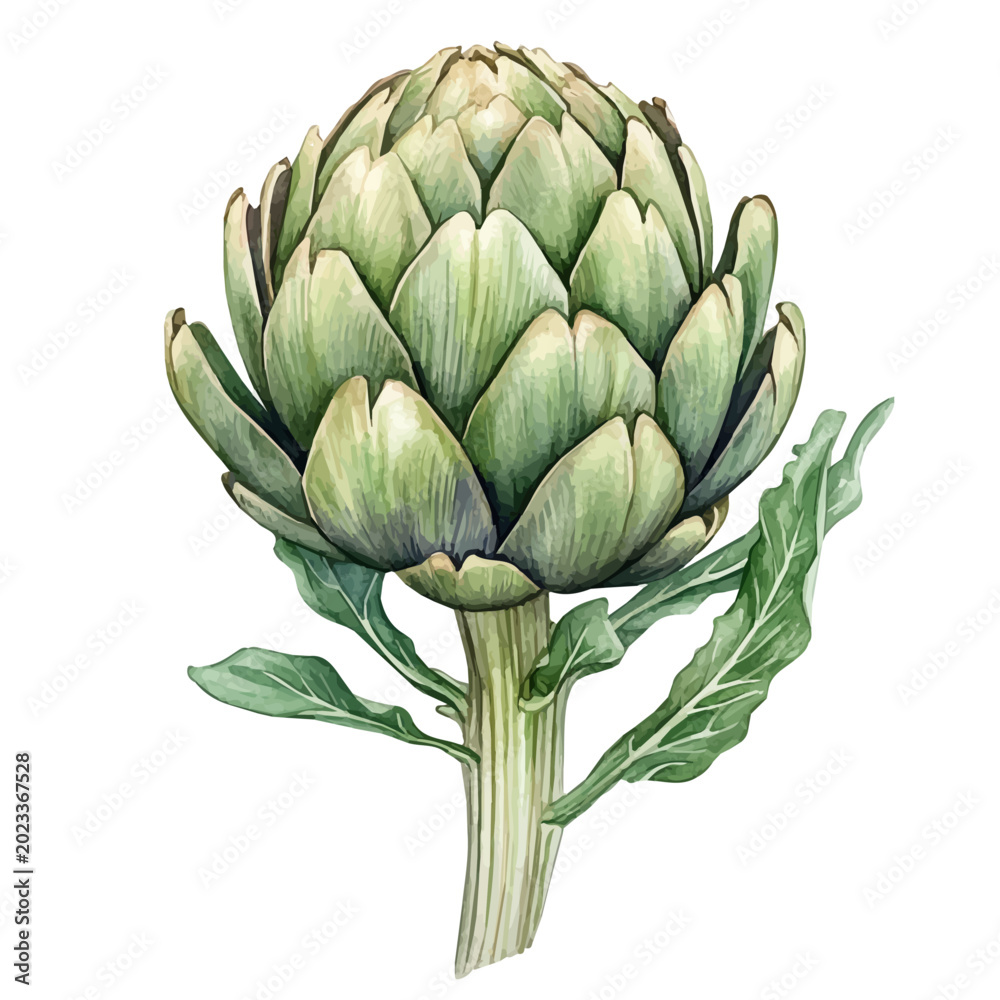Fototapeta premium Artichoke, elegant watercolor vector illustration, isolated on a white background.