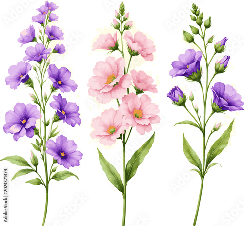 Isolated a realistic Floral botanical set with purple and pink flowers on tall stems, watercolor isolated design elements, delicate plants for invitation or greeting cards, wallpapers vector art.