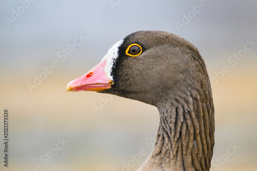 カリガネの頭部
