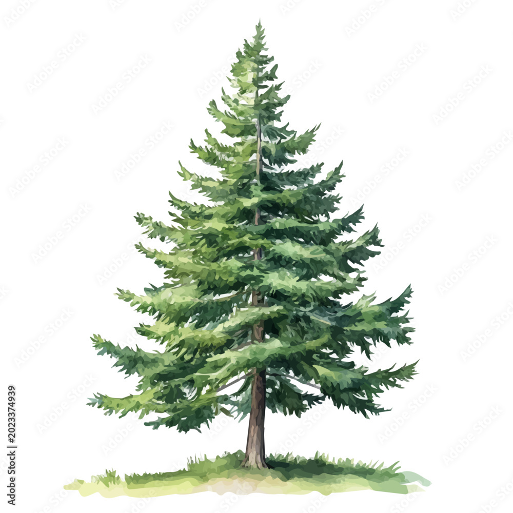 Fototapeta premium Watercolor vector illustration of Douglas Fir Tree, isolated on a white background.