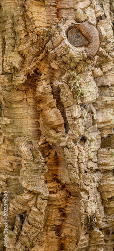 Картината върху платно Cork tree bark texture, Algarve, Southern Portugal