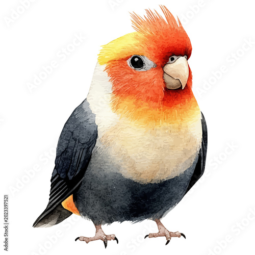 Bild auf Leinwand Cockatiel, soft hand-painted watercolor illustration, isolated on a white background