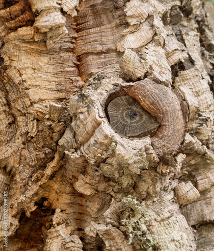 Canvas Print Closeup of a cork tree bark texture, Algarve, Southern Portugal
