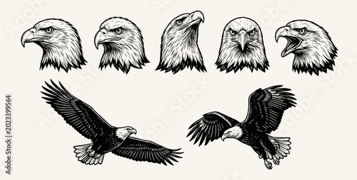 Photos Set of vector eagles. Eagle VECTOR black on white