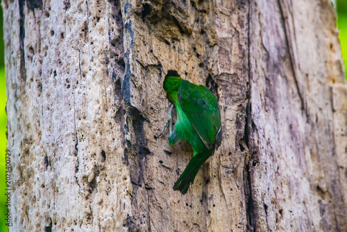 green leaf on a tree trunk