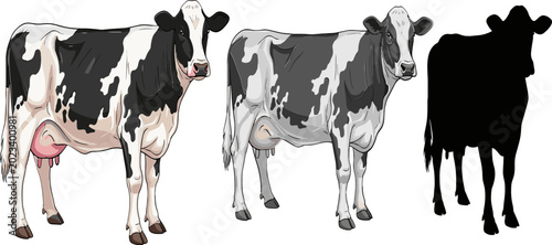 Tableau sur toile Dairy Cow Set Featuring Black and White Cows with Different Views for Farm, Agri