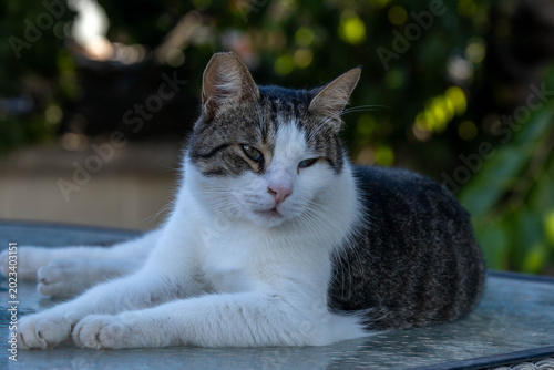 Photos Cute stray tabby cat with notched ear resting on table outdoors in public park