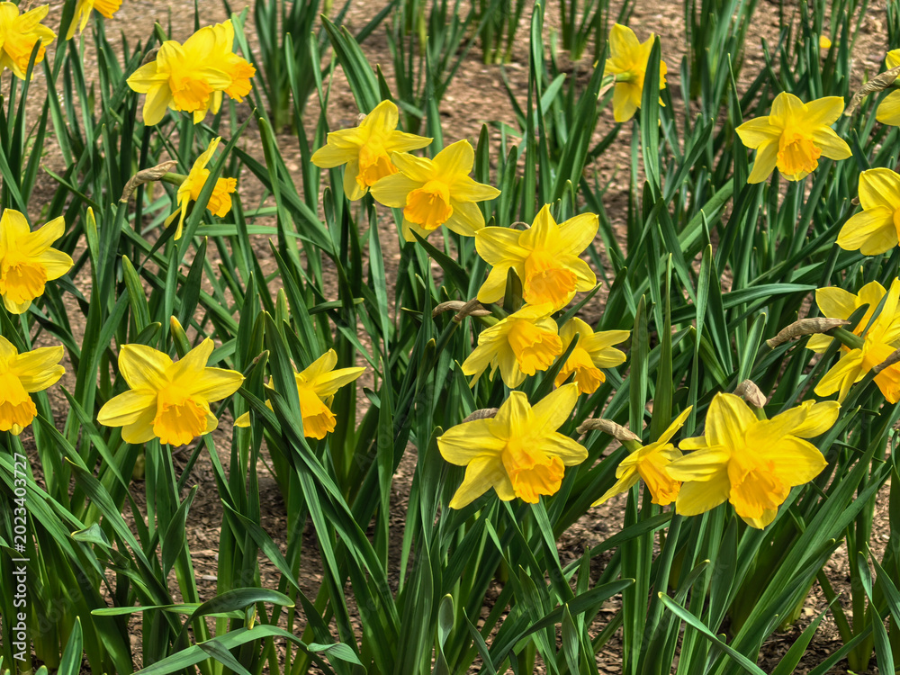 Fototapeta premium Field of Narcissus Pseudonarcissus Flowers in Springtime