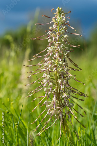 Bocksriemenzunge, eine einheimische Orchidee