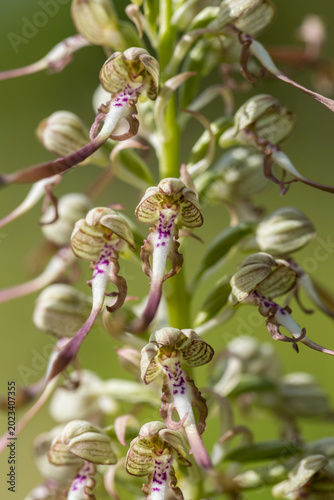 Bocksriemenzunge, eine einheimische Orchidee