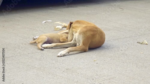 A heartwarming scene of a stray mother dog resting peacefully on a quiet street beside her playful puppy.