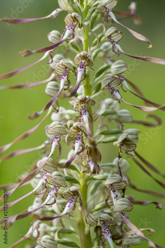 Bocksriemenzunge, eine einheimische Orchidee
