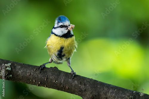 Blaumeise mit Futter für die Jungen
