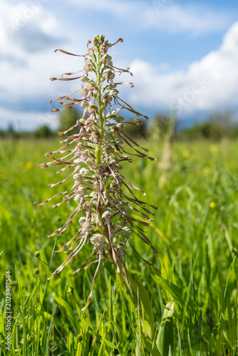 Bocksriemenzunge, eine einheimische Orchidee