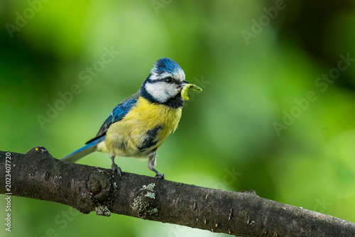 Blaumeise mit Raupe im Schnabel