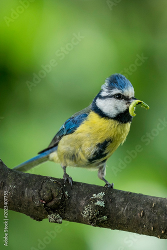 Blaumeise mit Raupe im Schnabel