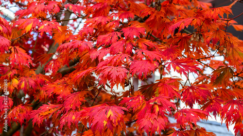 Принти на полотні These are vibrant red leaves from a Japanese maple tree.