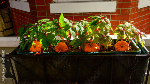 Foto This festive fall planter setup features vibrant green foliage, likely New Guine