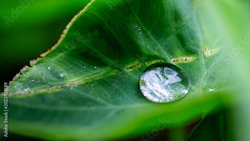 Environmental Responsibility Concept Water Droplet on Leaf Macro Sustainability and Corporate Green Practices Close Up Nature Detail
