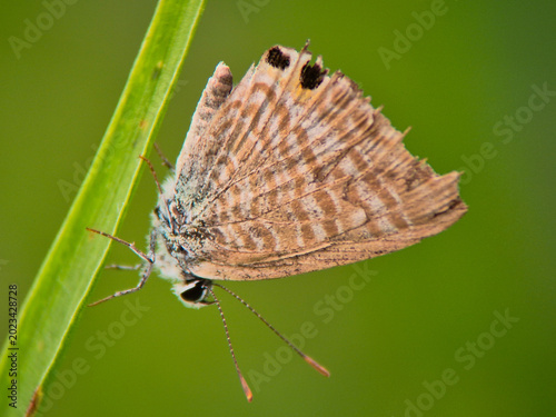 Foto This butterfly is a species of Lampides boeticus, which is commonly known in Indonesia as the Pea Blue or Long-tailed Blue butterfly